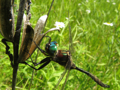Somatochlora hineana