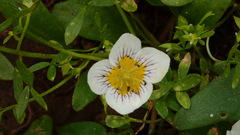 Hesperochiron pumilus