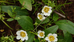 Hesperochiron pumilus