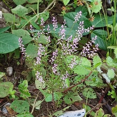 Polygalaceae