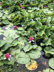 Nymphaea × marliacea