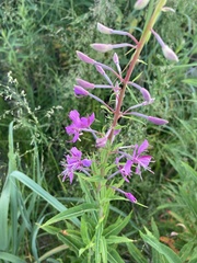 Chamaenerion angustifolium