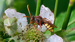Nomada flava