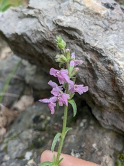 Stachys iberica