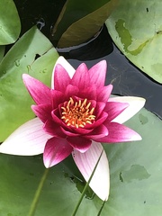 Nymphaea × marliacea