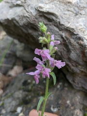 Stachys iberica
