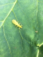 Alloperlini