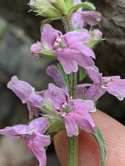 Stachys iberica