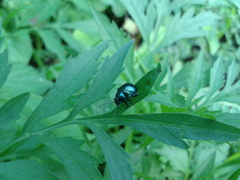 Colasposoma dauricum