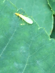 Alloperlini