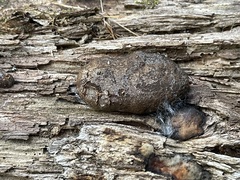 Reticularia jurana
