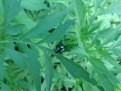 Colasposoma dauricum