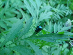 Colasposoma dauricum