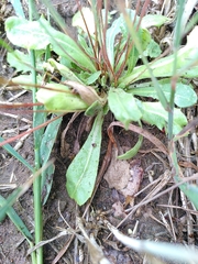 Arnoseris minima
