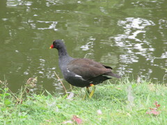 Gallinula chloropus