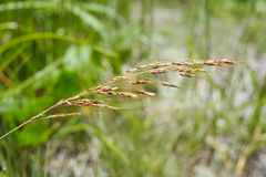 Sorghum nitidum