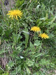 Crepis pontana