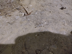 Sphingonotus rubescens