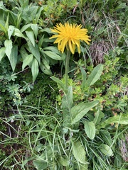Crepis pontana