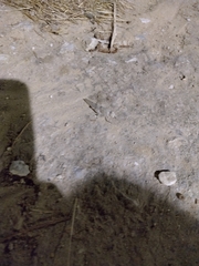 Sphingonotus rubescens
