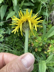 Crepis pontana
