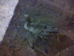 Sphingonotus rubescens