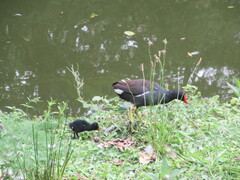 Gallinula chloropus