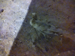 Sphingonotus rubescens