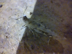 Sphingonotus rubescens