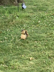 Sciurus niger