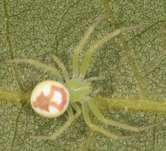 Araneus niveus