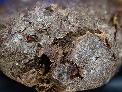 Reticularia jurana
