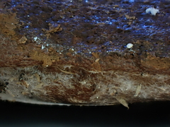 Reticularia jurana