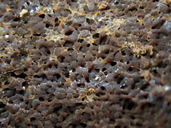 Reticularia jurana
