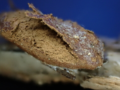 Reticularia jurana