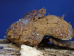 Reticularia jurana