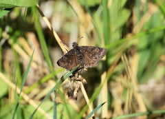Erynnis afranius