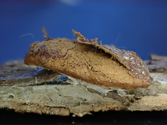 Reticularia jurana