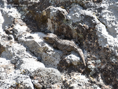 Tarentola mauritanica