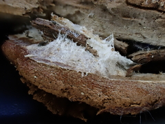 Reticularia jurana