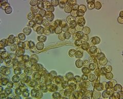 Reticularia jurana