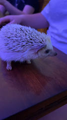 Atelerix