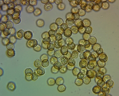 Reticularia jurana