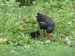 Gallinula chloropus