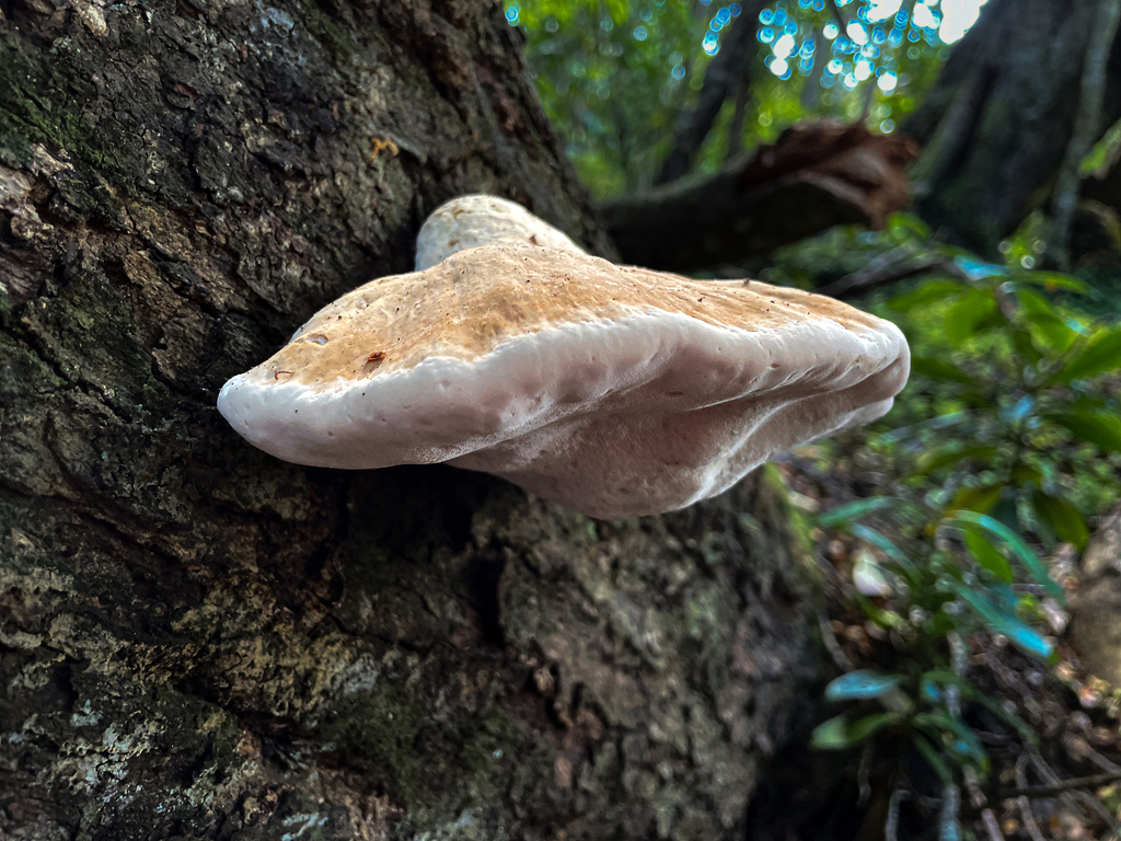 Ryvardenia cretacea from Magallanes, Magallanes y la Antártica Chilena