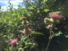 Cirsium remotifolium