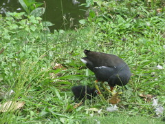Gallinula chloropus