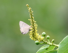 Rapala varuna formosana