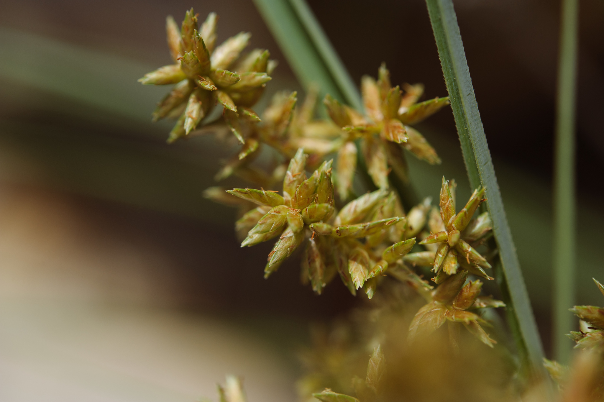 (c) Cheng-Tao Lin, certains droits réservés (CC BY) https://www.inaturalist.org/observations/14130039