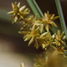 Cyperus javanicus - Photo (c) Cheng-Tao Lin, algunos derechos reservados (CC BY), uploaded by Cheng-Tao Lin